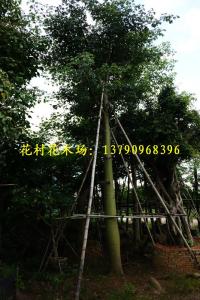 美丽异木棉