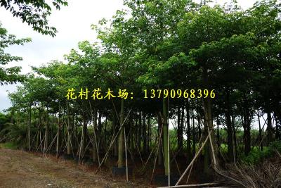 美丽异木棉